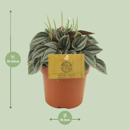 Peperomia Napoli Nights – Zimmerpflanze – Ø10,5cm – ca. 15cm hoch – Pflegeleichte, luftreinigende Sukkulente – Für Wohnung & Büro