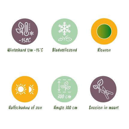 Japanischer Ahorn – Acer palmatum 'Emerald Lace' – 2 Pflanzen – je ca. 70 cm hoch – Topf Ø19 cm – fein geschnittenes Laub – Balkon- & Gartenpflanze