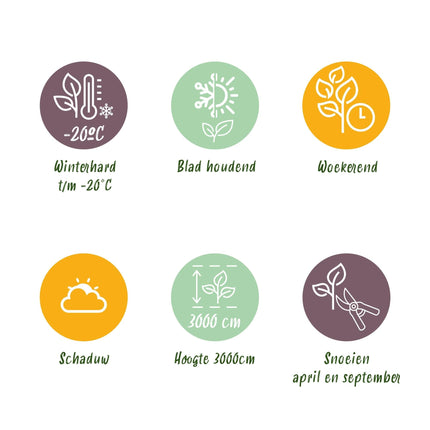 Kletterpflanze Hedera helix – Immergrün – Grüne Blätter – 11 cm x H40 cm – Pflegeleicht – Für Garten, Balkon & Innenräume