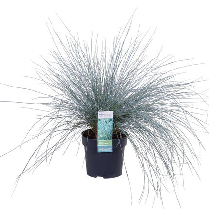 Blauschwingel Festuca glauca Azura Blue Ø14cm – Höhe ca.30cm – silberblaues Ziergras winterhart & immergrün