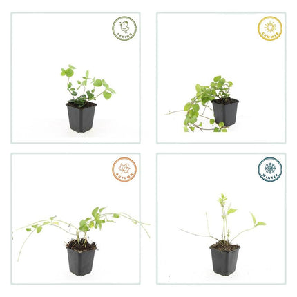 Großes Immergrün Vinca major – ↕10-25cm – Ø9cm – 20 Pflanzen – Immergrüner Bodendecker für Schattenbeete & Unterpflanzungen