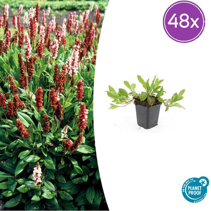 Persicaria aff. 'Darjeeling Red' – 48 Pflanzen – ↕10-25 cm – Ø9 cm – Roter Staudenakzent – Pflegeleicht & Sonnenverträglich