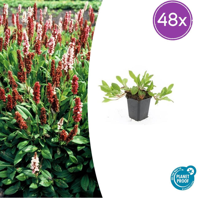 Persicaria aff. 'Darjeeling Red' – 48 Pflanzen – ↕10-25 cm – Ø9 cm – Roter Staudenakzent – Pflegeleicht & Sonnenverträglich
