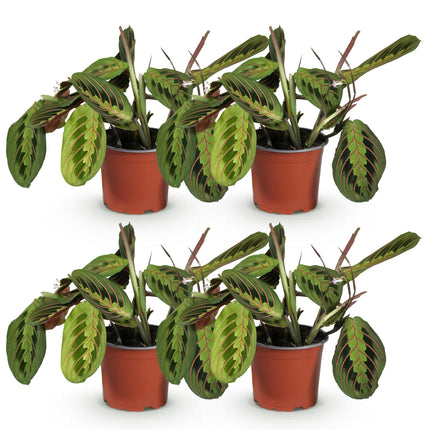 Maranta Fascinator Tricolour – 4 Pflanzen Set – Ø12cm Höhe 30-35cm – Gebetspflanze mit bunten Blättern – Haustierfreundliche Zimmerpflanze