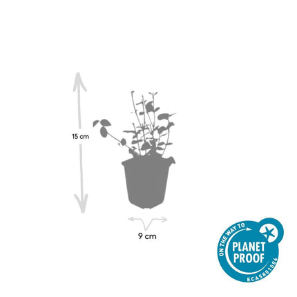 Purpur – Kriechspindel – Euonymus fortunei 'Coloratus' – ↕10-25cm – Ø9cm – 60 Pflanzen – Bodendecker – Winterhart & Pflegeleicht – Herbstbeeren