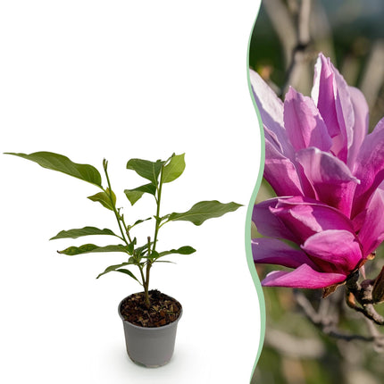 Magnolia liliiflora Nigra – 12cm – Höhe ca. 30cm – Laubabwerfende Magnolie mit tief lila Frühlingsblüten – Pflegeleicht für Beet, Balkon & Terrasse