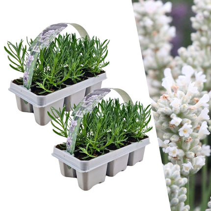Echter Lavendel Angustifolia White – 12 Pflanzen Ø7cm – Mehrjährig, duftend & frosthart – Kompakte lila Blüten – Frisch vom Züchter