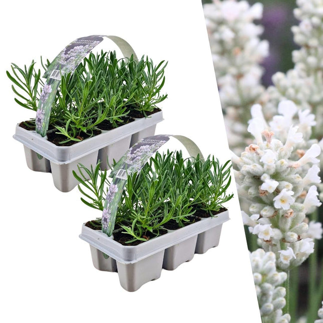 Echter Lavendel Angustifolia White – 12 Pflanzen Ø7cm – Mehrjährig, duftend & frosthart – Kompakte lila Blüten – Frisch vom Züchter