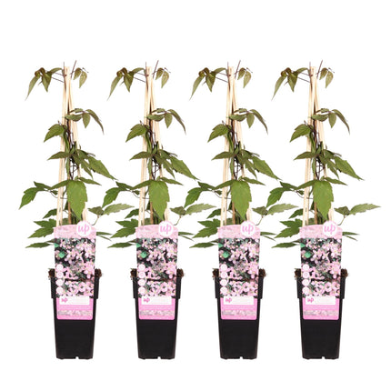 Clematis Montana Fragrant Spring – 4 Pflanzen - Ø15cm – ↨65cm – Duftende Waldrebe – Schnellwachsende Kletterpflanze mit kleinen rosa Blüten