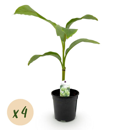 Bananenpflanze Musa Basjoo – 4 Pflanzen – Winterhart – Obstpflanze – Ø17cm Höhe ca. 40cm – Exotisches Flair für Garten, Terrasse & Balkon