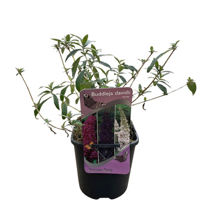 Schmetterlingsstrauch Buddleja davidii Tricolour – 3 Pflanzen – 1 m² – Blüten Rosa, Weiß & Lila – Schmetterlingsanlockend – 17 cm x H30 cm – Pflegeleicht & Bienenfreundlich