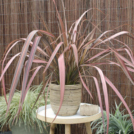Neuseeländer Flachs - Phormium 'Pink Flamingo' - Ø14cm ↕50cm - Immergrüne Zierpflanze mit rosa Schwertblättern - Winterhart & pflegeleicht