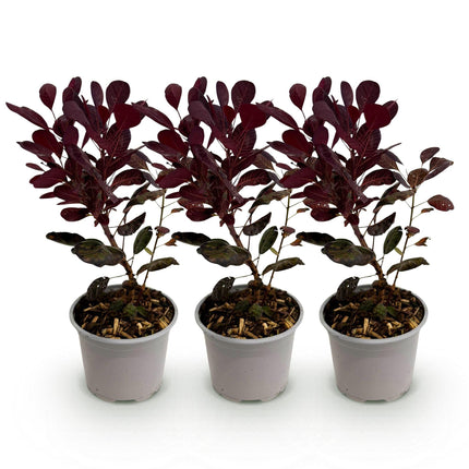 Cotinus coggygria Lilla – 3 Pflanzen – 12cm – Höhe ca. 35cm – Laubabwerfender Perückenstrauch mit lila Sommerblüten & purpurrotem Laub