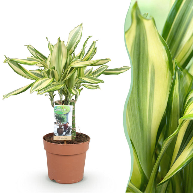 Dracaena fragrans Diamond Dream – Drachenbaum – 17cm – Höhe 50-55cm – Pflegeleichte buntlaubige Zimmerpflanze für Wohnräume und Büro