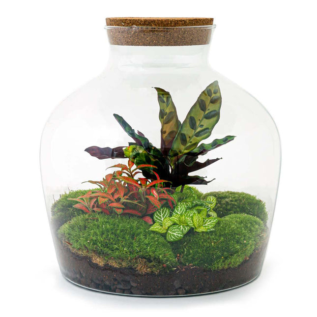 Flaschengarten DIY Bausatz – Terrarium Fat Joe Rot – Ø29cm x ↕30cm – Selbstversorgendes Pflanzterrarium mit Moosen & Zimmerpflanzen