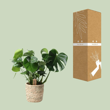 Monstera Deliciosa im Palmleaf Korb – Zimmerpflanze ca.60cm – Ø21cm – Schweizer Käsepflanze mit durchbrochenem Laub – Tropischer Look & luftreinigend