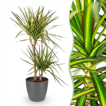 Dracaena Sunray Pflanze Mit Grauem Topf Ø21cm Höhe ca.90-100cm Drachenbaum Grün Gelb Pflegeleicht Großpflanze Für Wohnzimmer Büro & Empfangsbereich