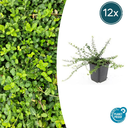 Kleinblättrige Teppichspindel – Euonymus fortunei 'Minimus' – ↕10-25 cm – Ø9 cm – 12 Pflanzen – Bodendecker – Kompakt & Winterhart – Schattentolerant – Pflegeleicht