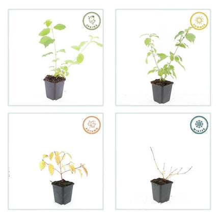 Roter Hartriegel Cornus sanguinea 'Anny's Winter Orange' – ↕10-25cm – Ø9cm – 20 Pflanzen – Winterstrauch – Farbige Zweige – Vogelfreundlich – Pflegeleicht