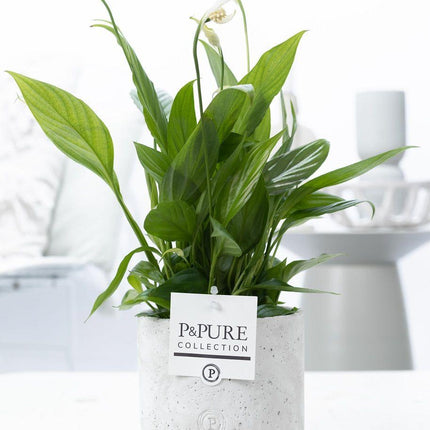 Spathiphyllum im Keramiktopf – Friedenslilie – Ø12cm ↕35cm – Einblatt mit weißen Blüten – Luftreinigende Zimmerpflanze
