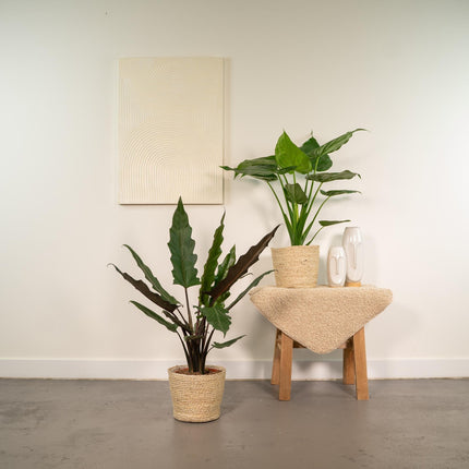 Alocasia Zimmerpflanzen-Set – Pfeilblatt Cucullata Ø19cm ↕60cm & Lauterbachiana Ø19cm ↕75cm inkl. Korb Selin – Tropische Elefantenohr Pflanzen – Luftreinigend & dekorativ