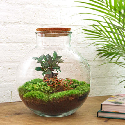 Flaschengarten DIY Bausatz – Terrarium Set „Bolder Bob Bonsai“ – Ø31cm x H30cm – Mit Ficus Ginseng, Fittonia & Moos – Selbstversorgendes Pflanzen-Ökosystem zum Selbermachen