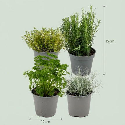 Kräutermischung – 8 Kräuterpflanzen – Ø12cm – Höhe 12-15cm – Küchenkräuter Mix mit Basilikum Oregano Thymian Rosmarin – Für Küche Balkon & Garten