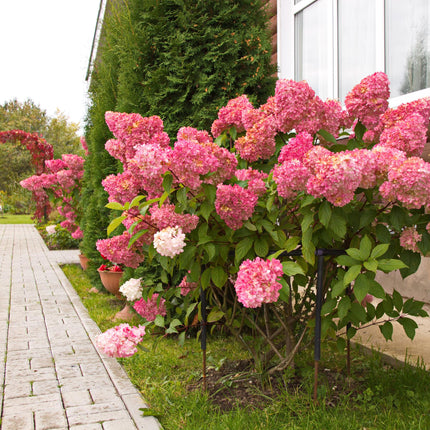 Rispenhortensie – Hydrangea panniculata Vanille Fraise – Blüte Weiß-Rosa – 3 Pflanzen für 1m² – Laubabwerfend – Große Blüten – 17cm – Höhe ca. 50cm