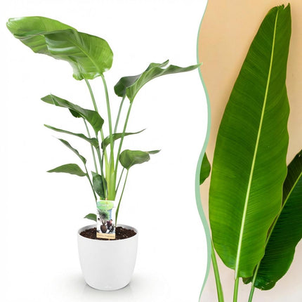 Strelitzia Nicolai Pflanze Mit Weißem Topf Ø21cm Höhe ca.110-120cm Paradiesvogelblume Großpflanze Pflegeleicht Grünpflanze Für Zimmer Büro &