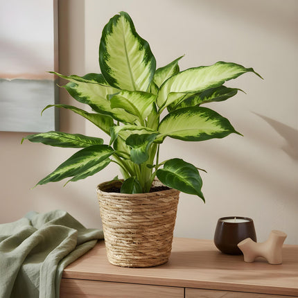 Dieffenbachia Camilla – 2 Zimmerpflanzen – 45-50cm – 17cm – Pflegeleicht & luftreinigend