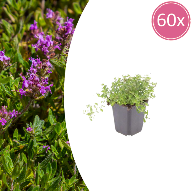 Thymus serpyllum Set – 60 Pflanzen Ø9cm – Duftender Sand Thymian Bodendecker – Winterhart trockenheitsresistent niedrig wachsend