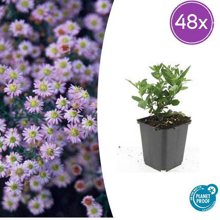 Aster ageratoides 'Stardust' – 48 Pflanzen – ↕10-25cm – Ø9cm – Herbstblüher – Weiß mit gelbem Zentrum – Bienen – & Schmetterlingsfreundlich