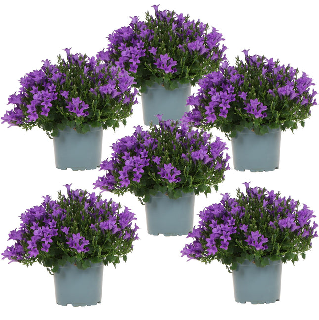 Campanula Addenda Ambella lila 6er Set – Glockenblume violett Topfgröße 12cm – winterhart, lang blühend – Bodendecker für ca.1m²