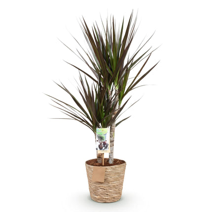 Dracaena Magenta – 70-80cm – 17cm inkl. Naturkorb – Pflegeleichter Drachenbaum – Rot – Grüne Zimmerpflanze mit eleganten Blättern – Ideal für Wohn