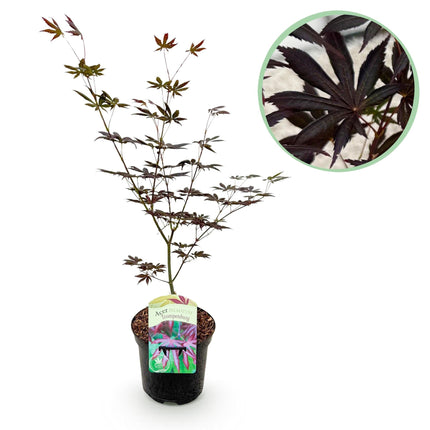 Japanischer Ahorn Acer palmatum 'Trompenburg' – Dunkel Lila – Balkon- & Gartenpflanze – Ø19 cm – Ca. 70 cm hoch – Edler Fächerahorn mit faszinierendem Farbwechsel