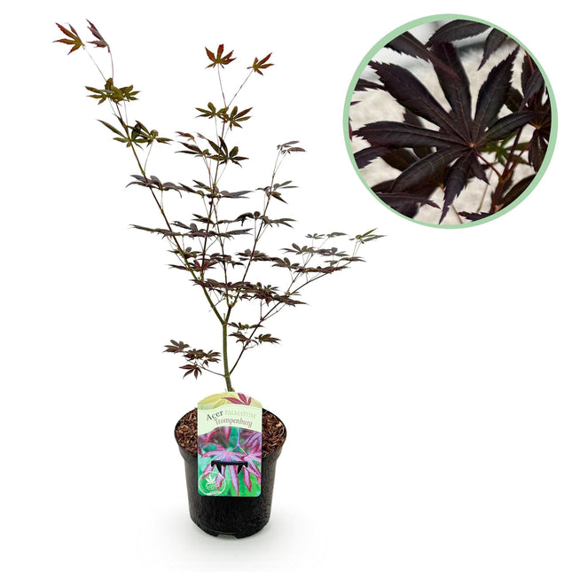 Japanischer Ahorn Acer palmatum 'Trompenburg' – Dunkel Lila – Balkon- & Gartenpflanze – Ø19 cm – Ca. 70 cm hoch – Edler Fächerahorn mit faszinierendem Farbwechsel