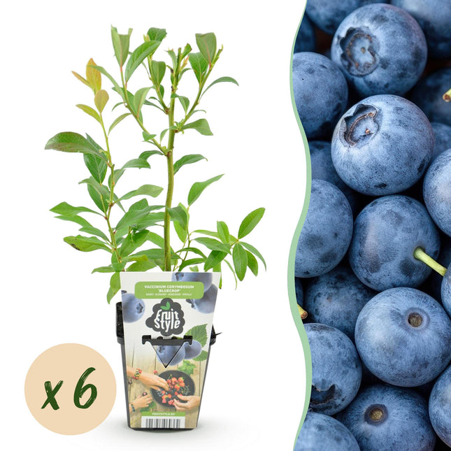 Blaubeere Vaccinium corymbosum Bluegold winterhart 6 Pflanzen Ø9cm Höhe30cm – Ertragreiche Heidelbeere für Garten Balkon & Terrasse