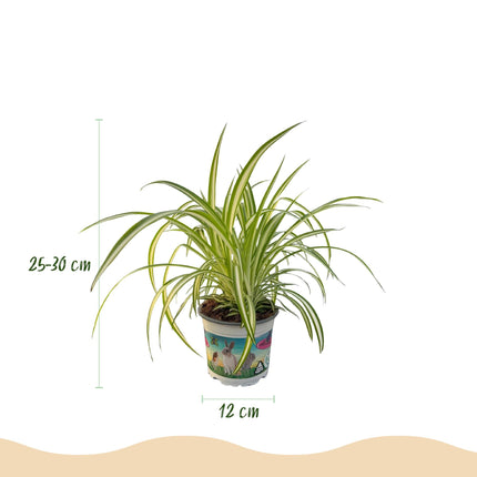 Chlorophytum comosum Variegatum Pflanze Mit Weißem Topf Ø12cm Höhe ca.20cm Bunte Graslilie Haustierfreundlich Luftreinigend Für Zimmer Büro &