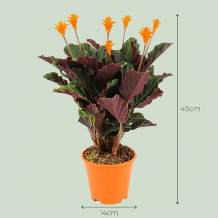 Korbmarante Calathea Crocata – Ø14cm – Höhe 40-45cm – Orange Blüten – Tropische Zimmerpflanze für Wohnraum Büro & schattige Standorte