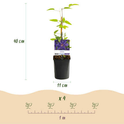 Kletterpflanze Clematis The President – Rosa Blüten – 2 Pflanzen – 11 cm x H40 cm – Bis 3 m – Pflegeleicht – Ideal für Garten, Balkon & Pergola