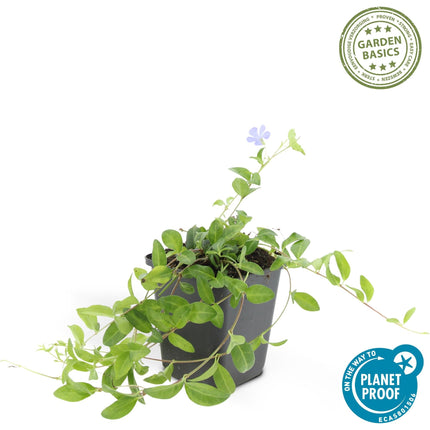 Vinca minor 'La Grave' – 24 Pflanzen – Ø9cm – ↕10-25cm – Immergrüner Bodendecker mit violetten Blüten