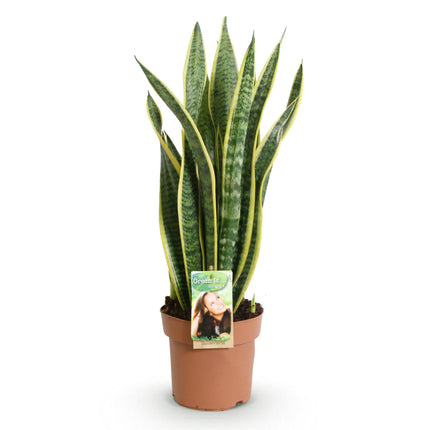 Sansevieria Laurentii – 60-70cm – 17cm – Pflegeleichte Schwiegermutterzunge in Grün – Gelb