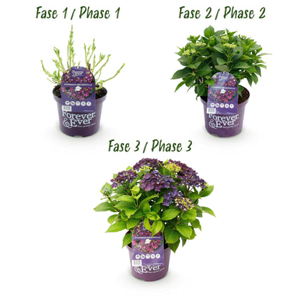 Hortensie Forever & Ever Lila – Hydrangea macrophylla – Lila – Balkonpflanze – 23cm 55cm hoch – 7-12 Blüten – Für Balkon, Terrasse & Beet