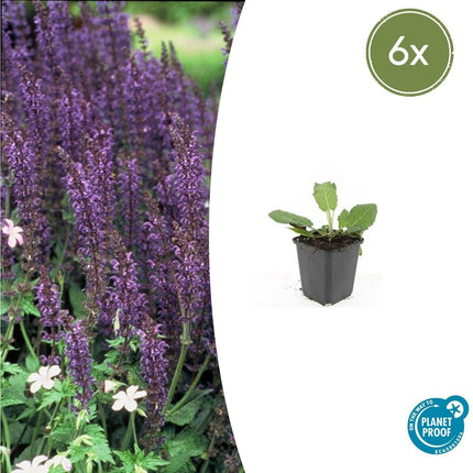 Blüten – Salbei Salvia nem. 'Mainacht' – ↕10-25cm – Ø9cm – 6 Pflanzen – Bienenfreundlich – Blau blühend – Sonniger Standort – Pflegeleicht