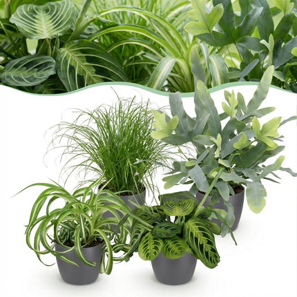 Zimmerpflanzen Set – Chlorophytum Cyperus Phlebodium Maranta – 4er Set im grauen Topf Ø12cm Höhe25cm – Haustierfreundliche Grünpflanzen