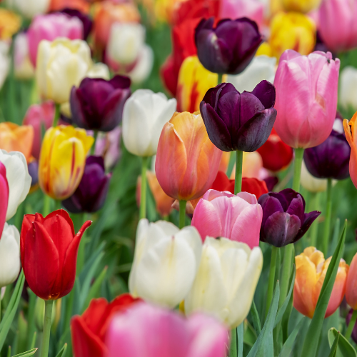 Tulpenzwiebeln Mix – 20 Blumenzwiebeln – Bunte Tulpenmischung für Garten, Topf oder Beet – Frisch vom Züchter – Pflegeleicht & mehrfarbig – Frühblüher für Frühjahr