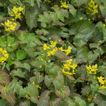 Elfenblume Epimedium perralchicum Frohnleiten – 48 Pflanzen – Wintergrüne Staude für Schatten & Halbschatten – Bodendecker für Garten & Beet – 10-25cm – Ø9cm – Pflegeleicht