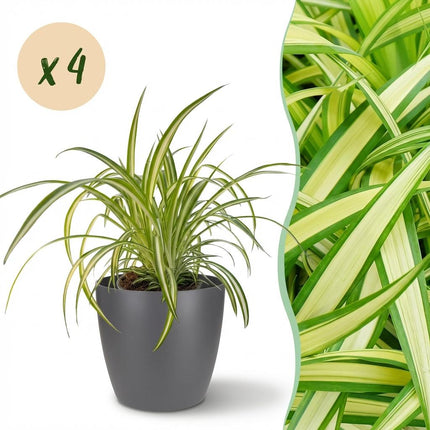 Chlorophytum comosum Variegatum 4er Set Pflanzen Mit Grauem Topf Ø12cm Höhe ca.20cm Bunte Graslilie Haustierfreundlich Luftreinigend Für Zimmer