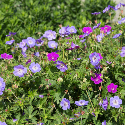 Staudenset – Bodendecker – 24 Stauden für 3 m² – Bunte Blühpflanzen – Pflegeleicht – Unkrauthemmend – Für sonnige Standorte – Ø11 cm