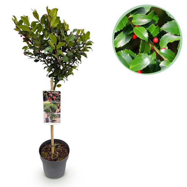 Ilex meserveae 'Blue Maid' – Immergrüne Stamm-Pflanze – Ø19 cm – Höhe ca. 90 cm – Terrassenpflanze & Gartenpflanze – Pflegeleicht & wetterfest